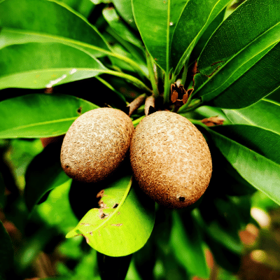 Sapote Fruit Plant
